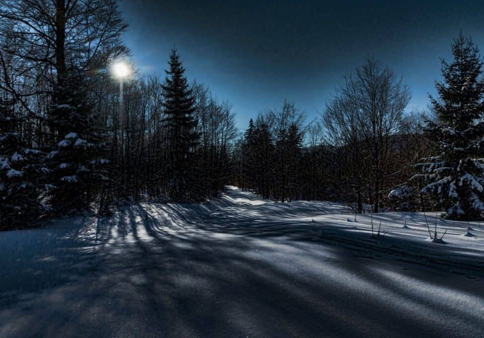 Winter snowy forest clearing in moonlight
