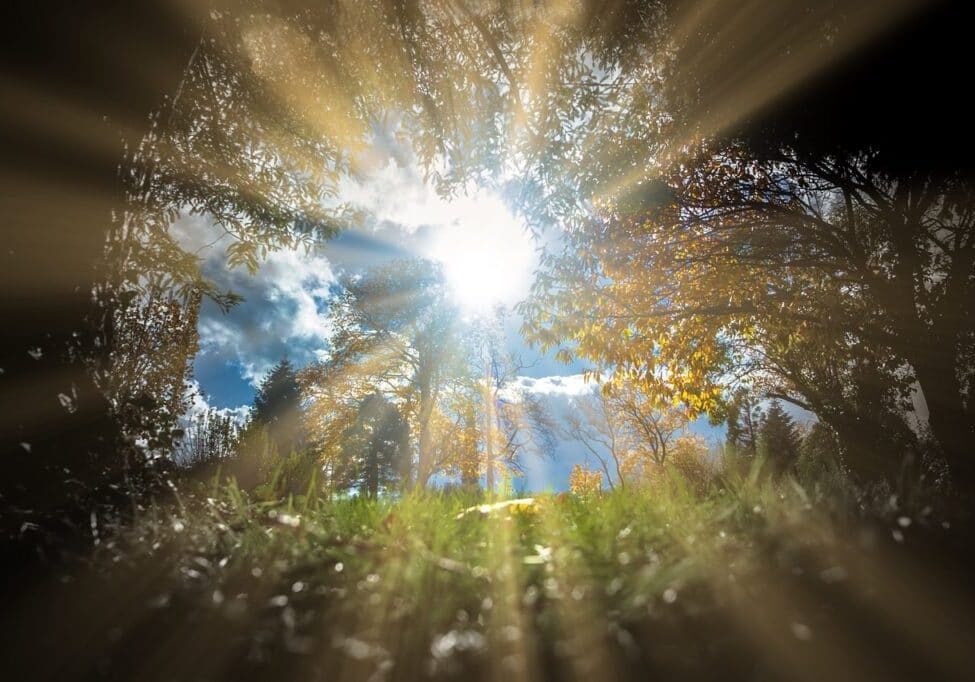 Sun rays shining through summer trees