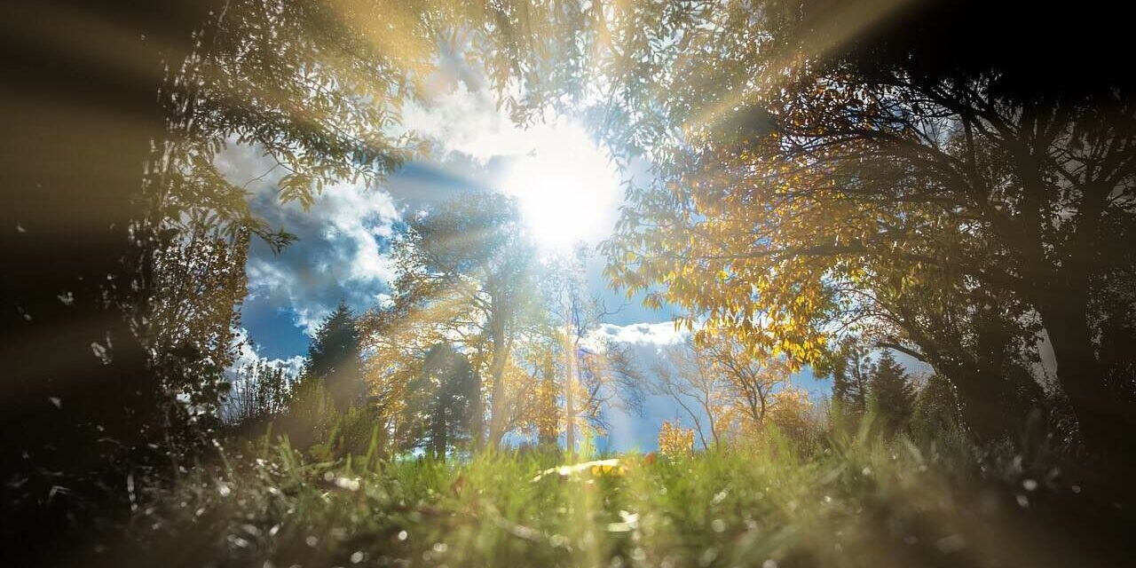 Sun rays shining through summer trees