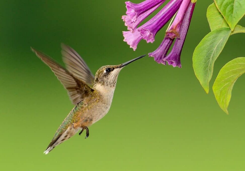 Hummingbird -Akashic Wisdom Pathway