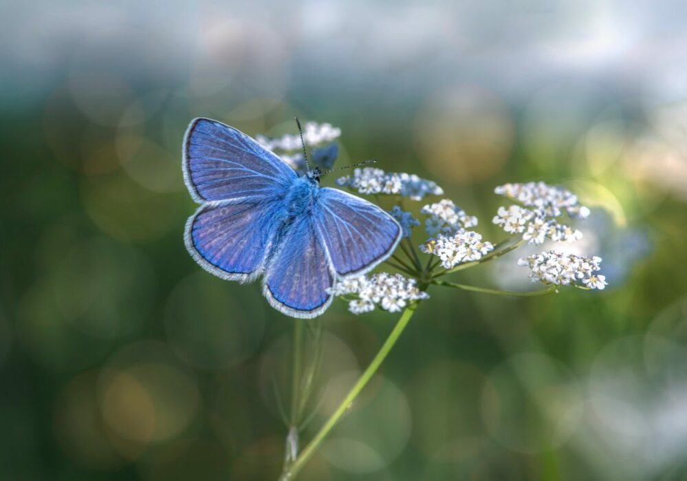 blue butterfly on white flowers